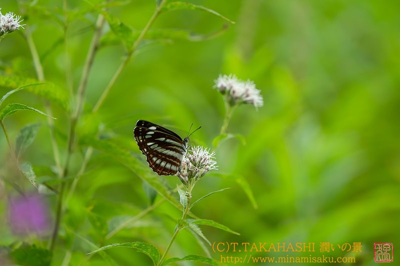 ../Images/7R250809 (257).jpg